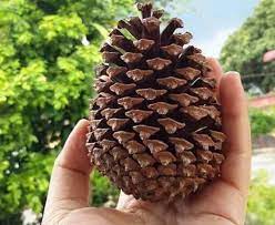 Gila bikin tato ditengah buah dada cewek cantik. Nanas Batu Dan Khasiatnya Untuk Kesihatan Sentiasa Panas