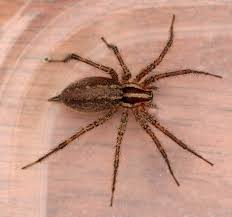 Find out about spider bite symptoms and whether jumping spiders friendly or poisonous. Brown Recluse Spider Brown Recluse Recluse Spider Brown Recluse Spider