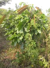 Image result for Berlinia