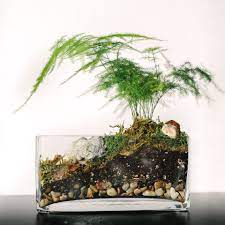 Red cactus cactus house plants cactus flower garden plants indoor cactus cactus decor flower art succulents online cacti and succulents. Asparagus Fern Plant Terrarium Plant Terrarium Gardening Indoor Asparagus Fern Fern Plant Terrarium