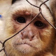 Seleccion de ahijado