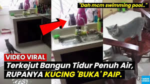 Anak kucing comel baru bangun tidur posted by abang long at 10:24 pm Download Viral Gelagat Kucing Kampung Yg Bijak Mp4 Mp3 Gidiportal Netnaija Fzmovies