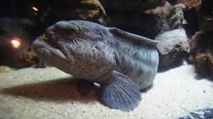 Sideway View Wolf Eel Devil Fish Atlantic Wolffish Aquarium Stock Video C Nenitarina 338827374