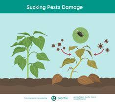 Most common pest like mice, rats, birds, bats, squirrels, roaches, ants, termites, flies, and other insects, they find a way to enter the house through any holes or cracks. 21 Plantix Ideas Infographic Farming Techniques Integrated Pest Management