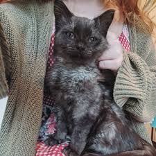 I have a cat encyclopedia, and these are the cat breeds it has:persianhimalayanbirmanturkish vanturkish angorasomalimaine coonnorwegian forest catbalinese (javanese). Does My New Kitten Have A Black Smoke Or Fever Coat Thecatsite