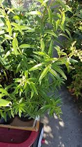 Image result for Aloysia