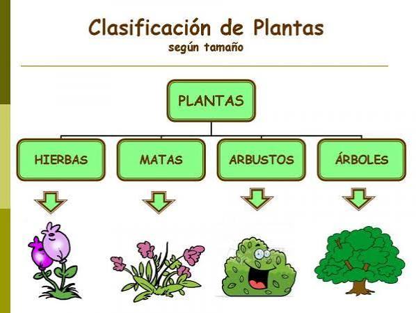 Tipos o Clases de Plantas - Clasificación por Tamaño, Reproducción y Duración