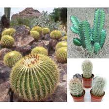 However, as with much plant information, this answer is not always correct, it actually takes less time for a saguaro cactus to grow its arm back in a landscape setting than it's native habitat. Cactus Seeds Mix Cactus Seeds