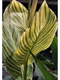 This tall variety with impressive yellow and dark green striped leaves, is crowned with brilliant orange blooms. Canna Variegated Canna Todd S Botanics
