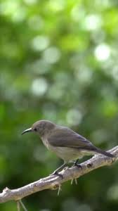 Look At The Birds Of The Air They Neither Sow Nor Reap Look At The Birds Of The Air For They Neither Sow Nor Reap Nor Gather Into Barns Yet Your Heavenly Father Fe Video In 2020 Inspirational Scripture Word Of God Matthew 6 26