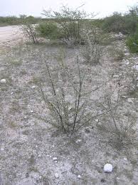 Image result for Catophractes alexandri