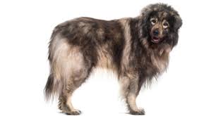 Most of these puppies are more than 95% in purebred levelsand raised as pets only. Leonberger Dog Breed Profile Petfinder