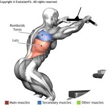 Lats Straight Arm Pulldown Muscle Fitness Fitness Body Straight Arm Pulldown