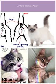 Pin On Kittens