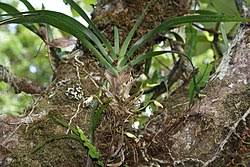 Image result for Angraecum moandense