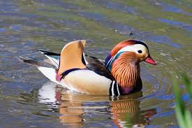 The mandarin duck is a colorful duck species that comes from asia. 8 Fascinating Facts About Mandarin Ducks The Symbolic Ducks In Korean Weddings Nature World News