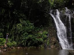 Air terjun ini merupakan bagian dari wet tropics world heritage area, di mana banyak tumbuhan dan satwa langka hidup dan berkembang biak. Port Air Terjun Terbaik Di Sabah Mesti Try Weh