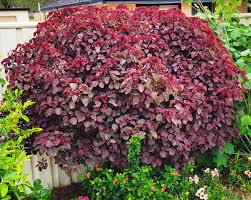 Image result for Euphorbia cotinifolia