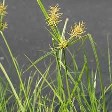 Image result for Cyperus sp.no.9