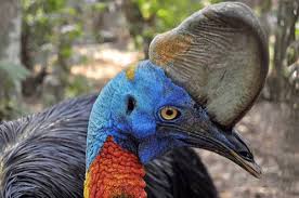 Animals In Australia Australian Animals You Should Know Wildlife