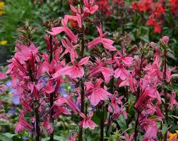 Image result for Lobelia pteropoda