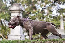 The xl pitbull, also known as the xl american bully is a very popular breed known for their incredible size, strength and calm demeanor. Bully Max Sponsored Xl Pit Bull Rose From Manmade Kennels