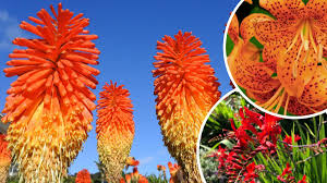 We carry bulbs with a dizzying array of hues, sizes and forms, including plenty of both early and. Gardening Summer Bulbs To Plant In Spring York Press