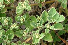 Maybe you would like to learn more about one of these? Galenia Pubescens Var Pubescens