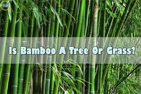 Although bamboo has a reputation for being invasive in the garden, you can control this by planting the clumping type rather than those that spread by runners. Is Bamboo The Tallest And Thickest Type Of Grass Or Tree Quora