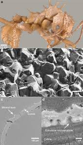 They protect aphids from their natural enemies too. Biomineral Armor In Leaf Cutter Ants Nature Communications
