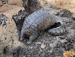 This shy creature, as big as your cat or dog, is the world's most trafficked mam. Pangolin Conservation Creature Conserve