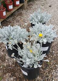 Image result for Centaurea ragusina