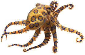 There are other tonmo members who could tell you stories about octopuses out of water. Blue Ringed Octopus Facts For Kids Dk Find Out