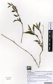 Image result for Persicaria decipiens