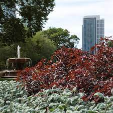 Jul 13, 2021 · コアコンテンツはコアスタッフが運営する半導体・電子部品についてわかりやすく解説している情報サイトです。 初心者の方でもわかりやすい！このサイトはそんな半導体の世界、電子部品について興味を持った皆さんに知って欲しくて立ち上げたサイトです。 半導体・電子部品について. Mahogany Splendor Hibiscus Garden Design Plants Hibiscus