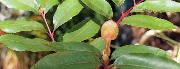 Image result for Cunonia