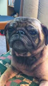 Why is my cat sneezing blood. Reverse Sneezing Wikipedia