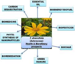 Image result for Vigna bequaertii