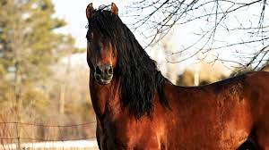 Oui… le cheval canadien est le cheval national du canada. Le Cheval Canadien Une Race Pure Un Cheval Noble Radio Canada Ca