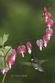 Phoenix The Hummingbird With Bleeding Heart Flowers Bleeding Heart Bleeding Heart Flower Flower Drawing Tutorials