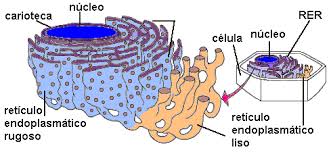 Resultado de imagen para RETICULO ENDOPLASMATICO