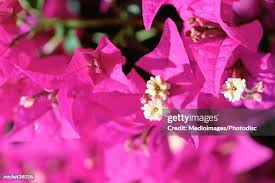 Image result for Nyctaginaceae