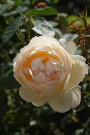 It forms a particularly healthy. Verschurenrozen
