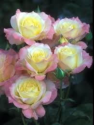 Uploaded at november 08, 2016. 140 Yellow And Pink Flowers Ideas Flowers Pink Flowers Beautiful Flowers