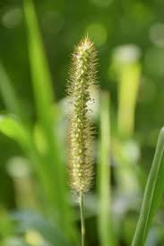 Image result for Digitaria longiflora