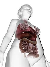 Multi ethnic conditions that affect men and women. Picture Of Women S Internal Organs Human Female Internal Organs Anatomy 3d Model From Creativecrash Com Youtube Featuring Over 42 000 000 Stock Photos Vector Clip Art Images Clipart Pictures Background Graphics And