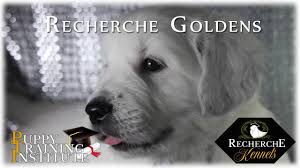 Adopt gracie a australian shepherd, golden retriever. Available English Golden Retriever Puppies Recherche