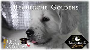 What does a golden retriever look like. Available English Golden Retriever Puppies Recherche