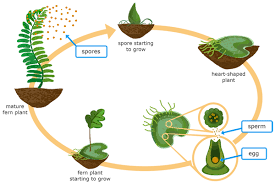 Ixl Moss And Fern Life Cycles 5th Grade Science Practice Fern Life Cycle Plant Life Cycle Life Cycles