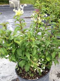 Image result for Clerodendrum incisum